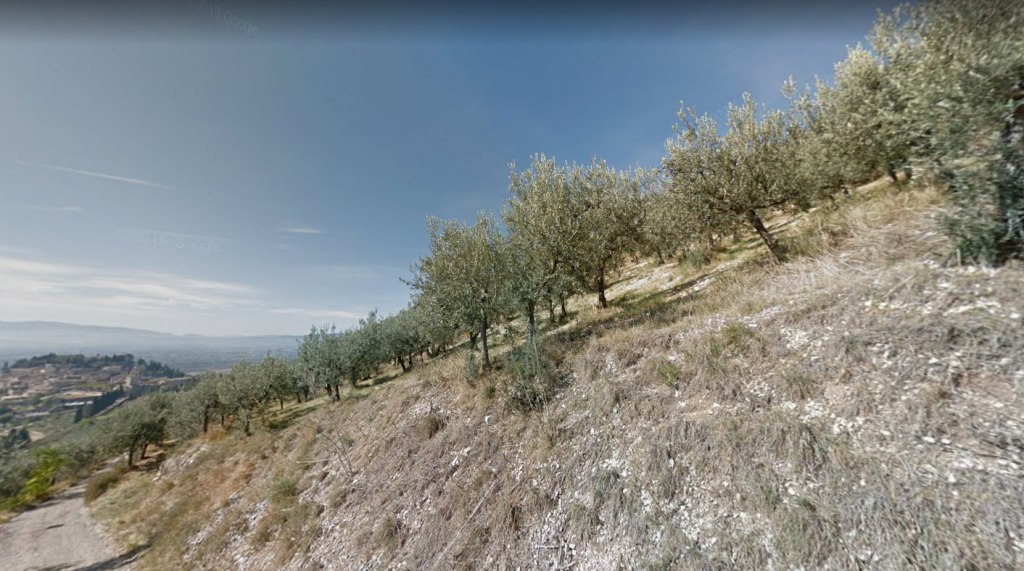 Agricultural olive grove land in Spello (PG) - LOT 2