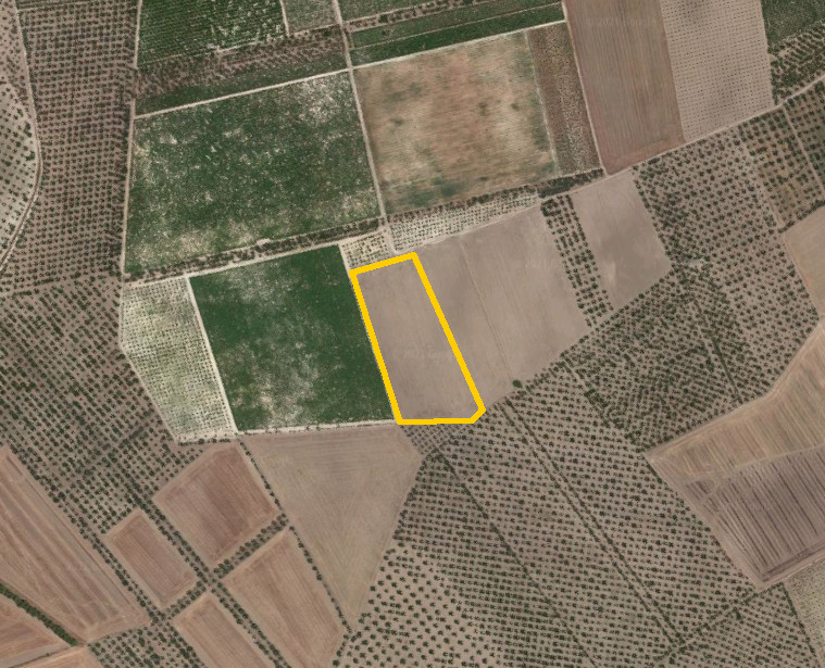 Agricultural land in Cerignola (FG) - SHARE 1/2