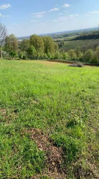 asta Terreno Agricolo a Orgiano VI 00004 asta Terreno Agricolo a Orgiano VI 00004