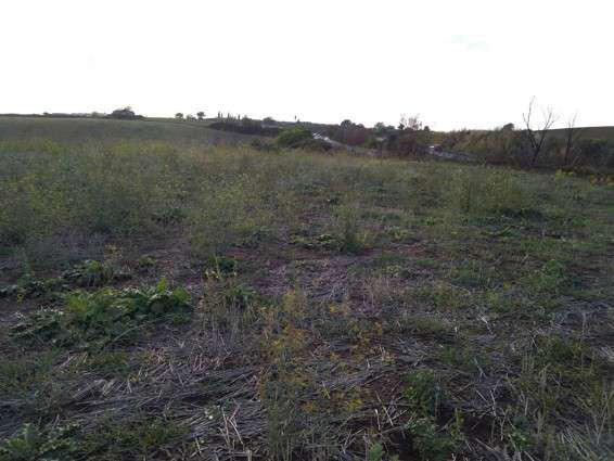 asta Terreno Agricolo a Guidonia Montecelio Roma 00016 asta Terreno Agricolo a Guidonia Montecelio Roma 00016