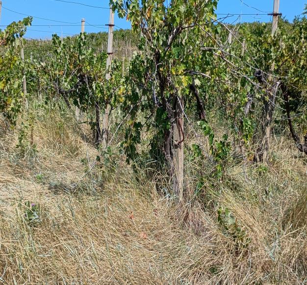 asta Gru a San Marcello AN 00011 asta Gru a San Marcello AN 00011
