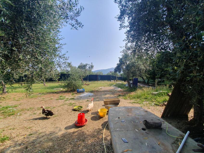 asta Appartamento a Reggello FI 00024 asta Appartamento a Reggello FI 00024