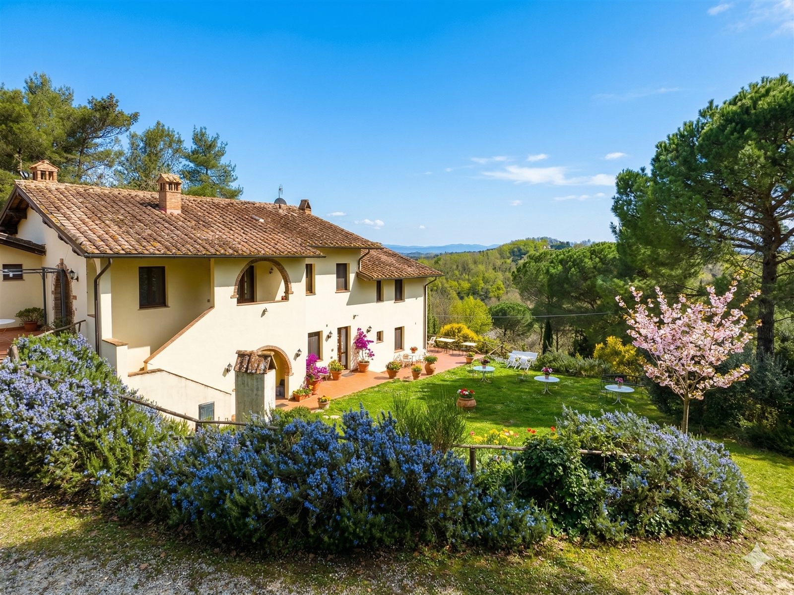 Giardino con olivo